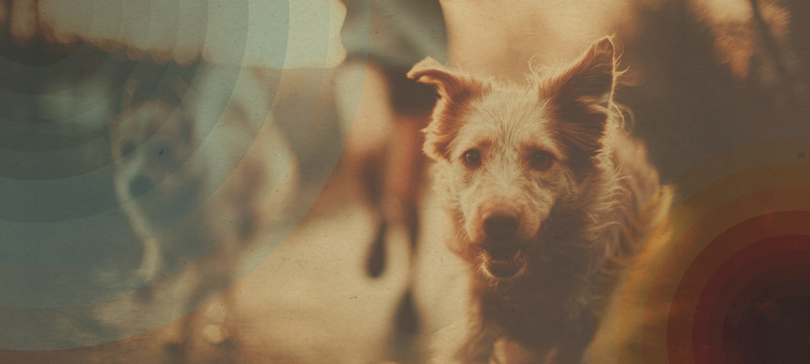 When our pets hide in pain sight