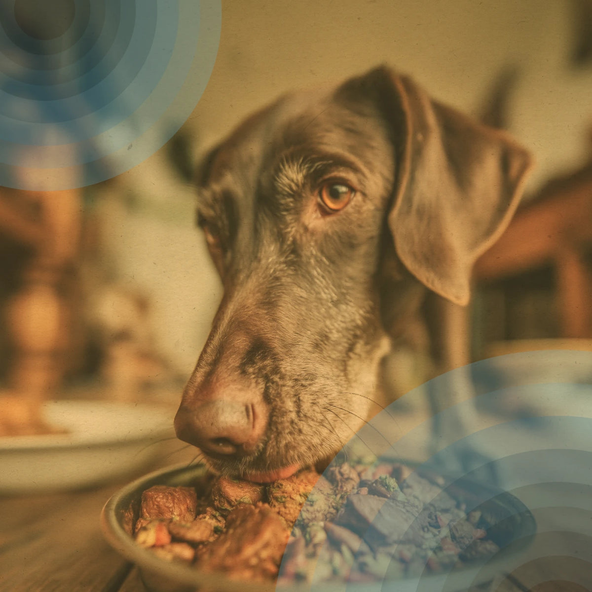 Dog waiting by its bowl in a kitchen